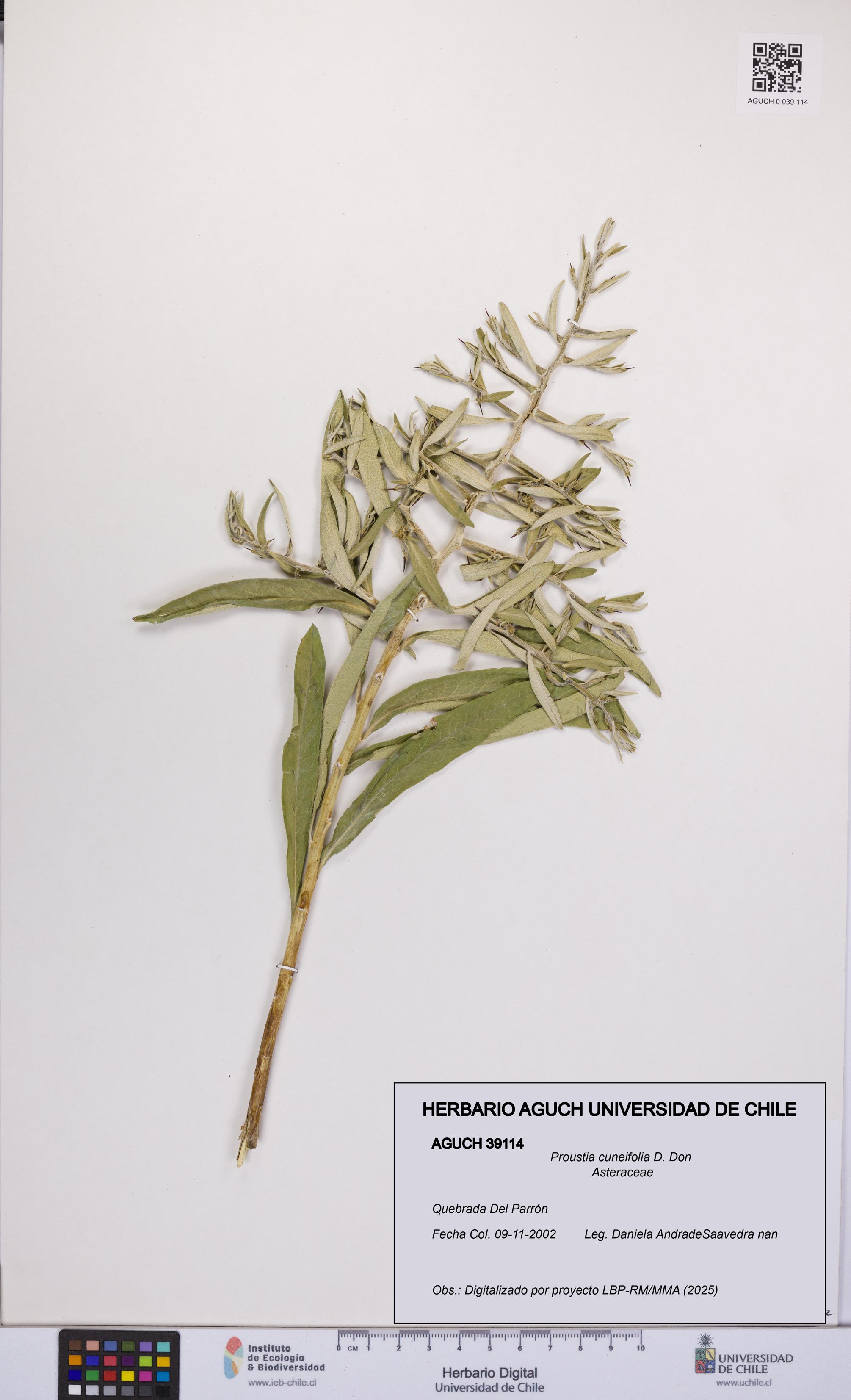 Proustia cuneifolia [Espécimen: UCH:AGUCH:0039114]