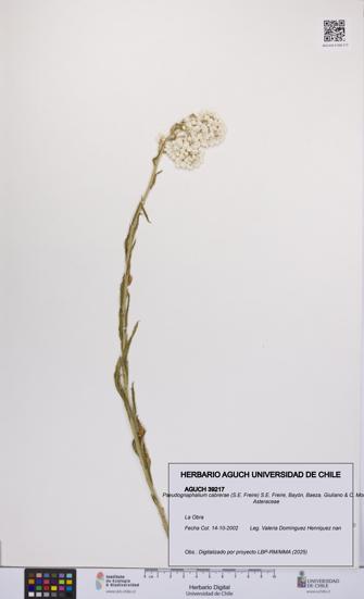 Pseudognaphalium cabrerae [Espécimen: UCH:AGUCH:0039217]