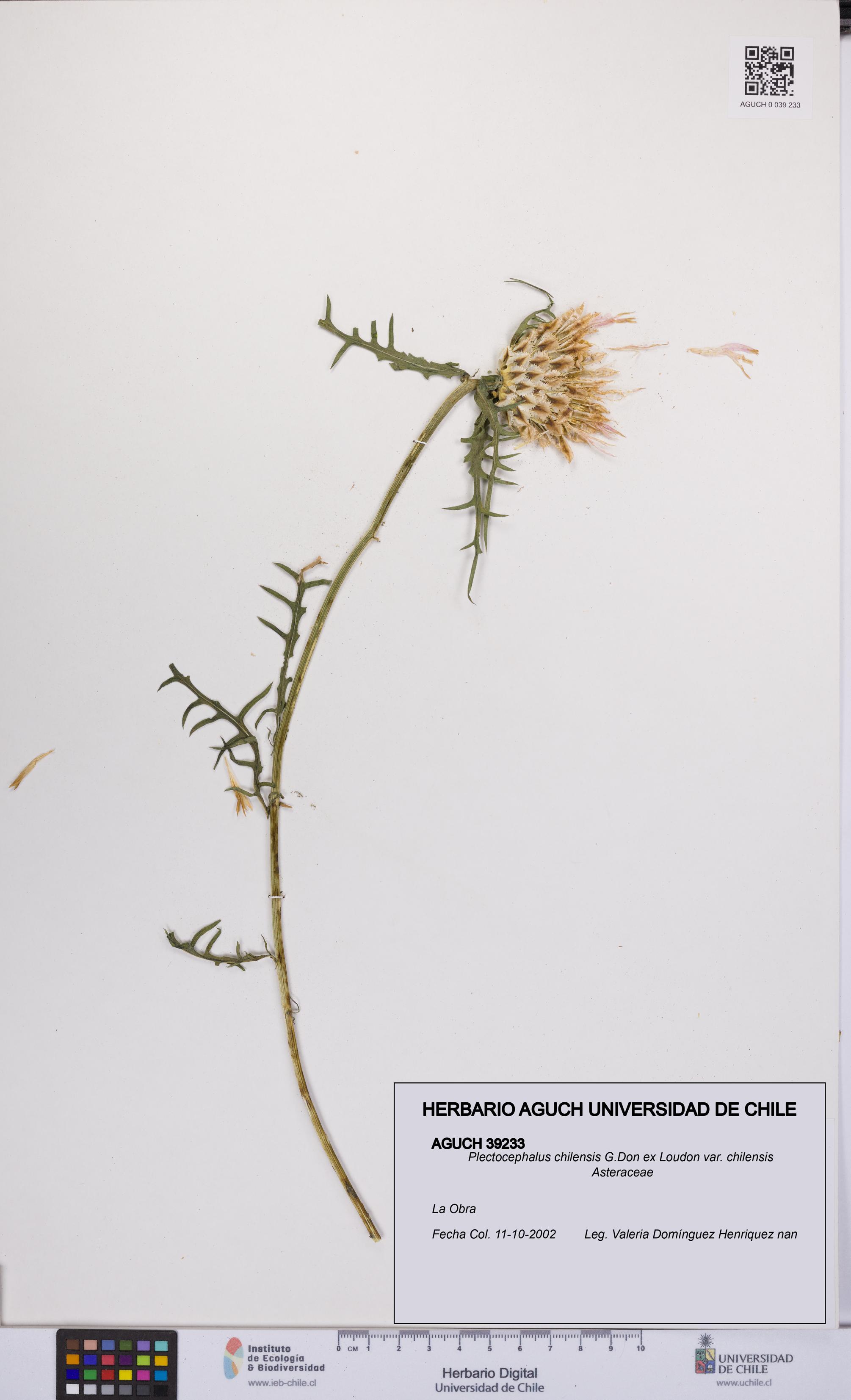 Plectocephalus chilensis var. chilensis [Espécimen: UCH:AGUCH:0039233]