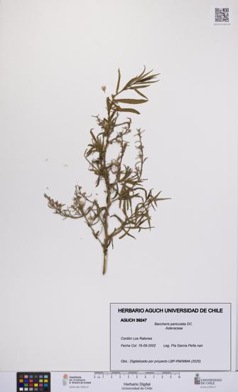Baccharis paniculata [Espécimen: UCH:AGUCH:0039247]