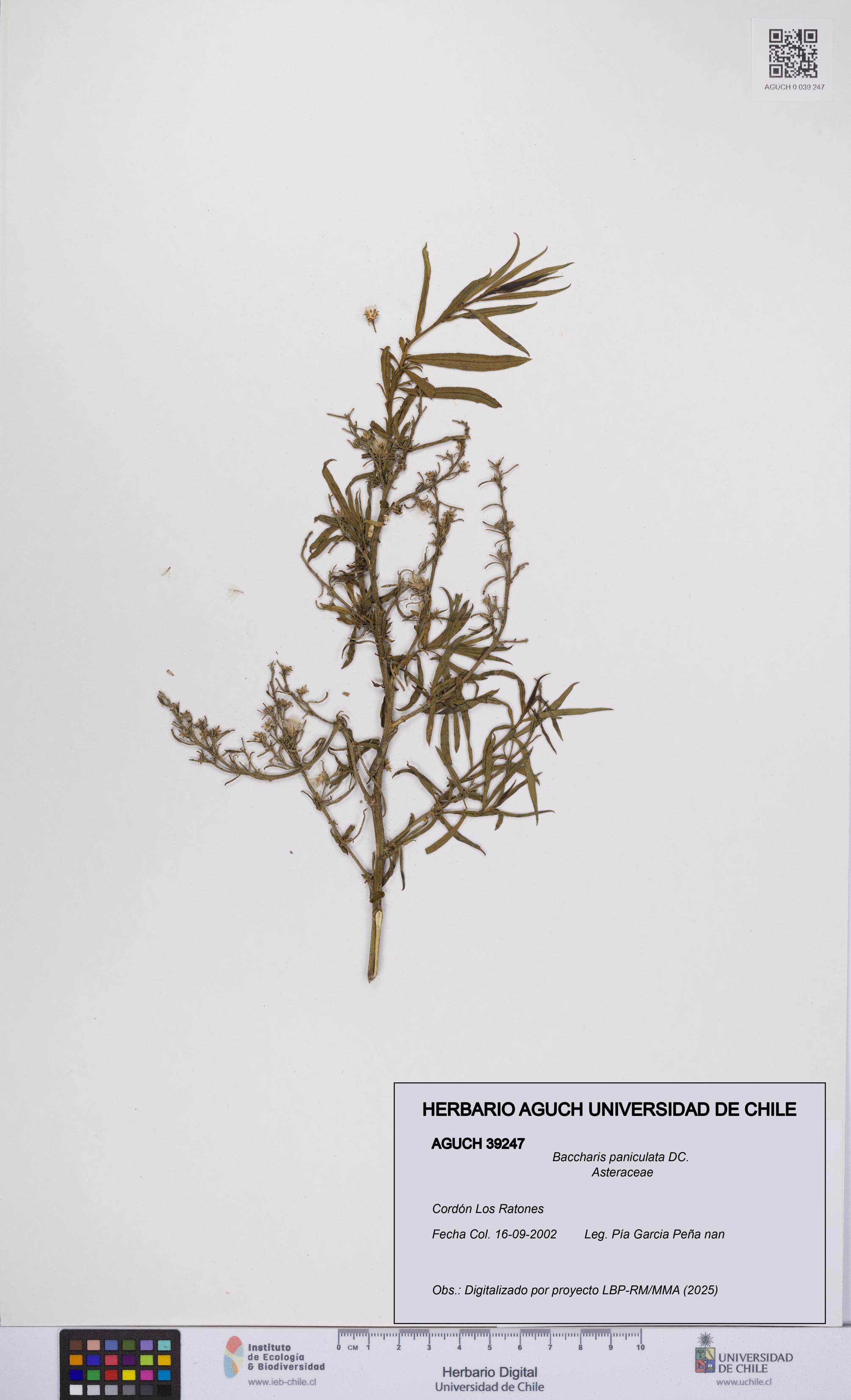 Baccharis paniculata [Espécimen: UCH:AGUCH:0039247]