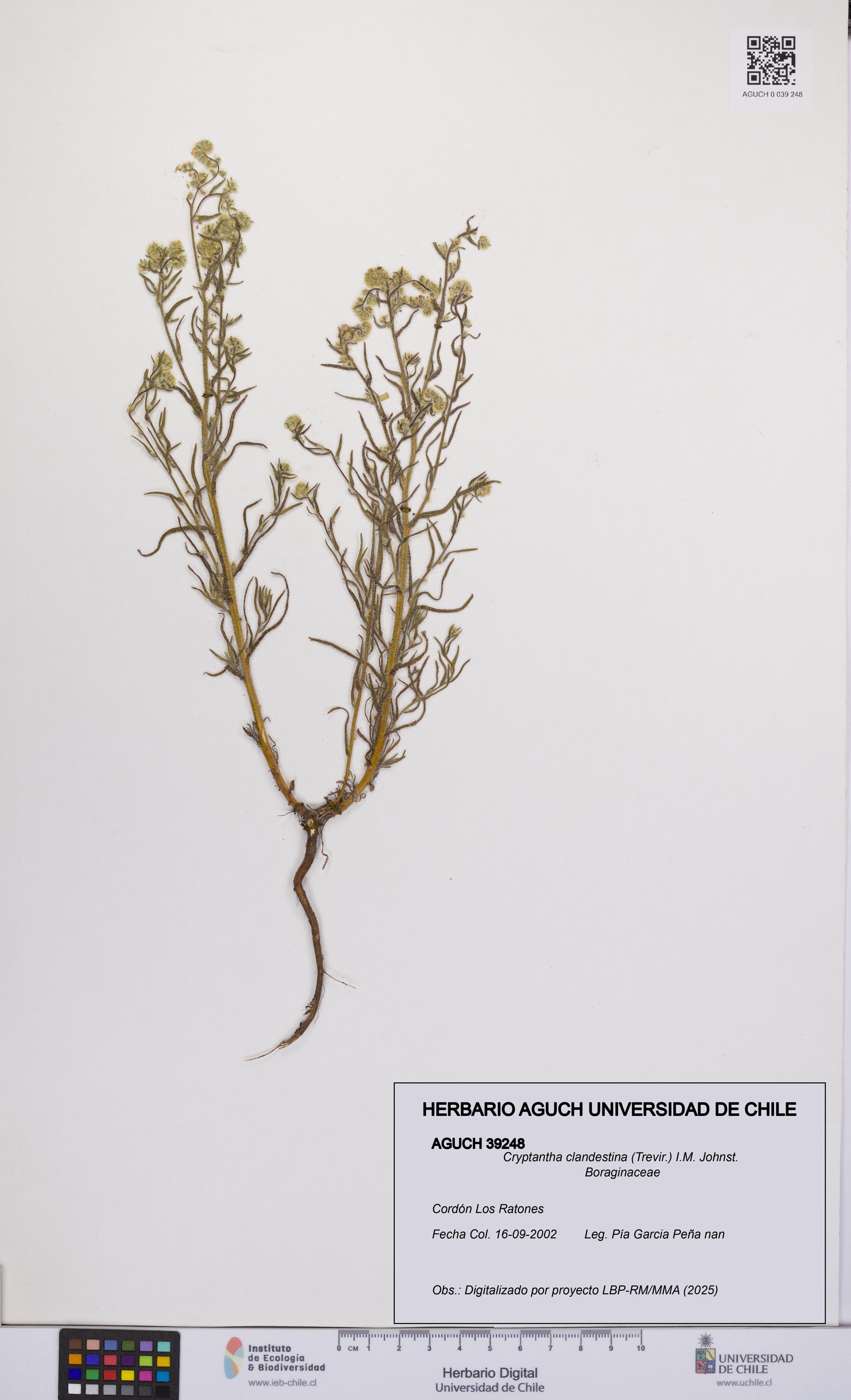 Cryptantha clandestina [Espécimen: UCH:AGUCH:0039248]