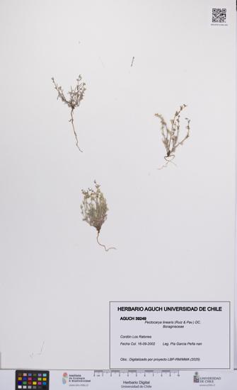 Pectocarya linearis [Espécimen: UCH:AGUCH:0039249]