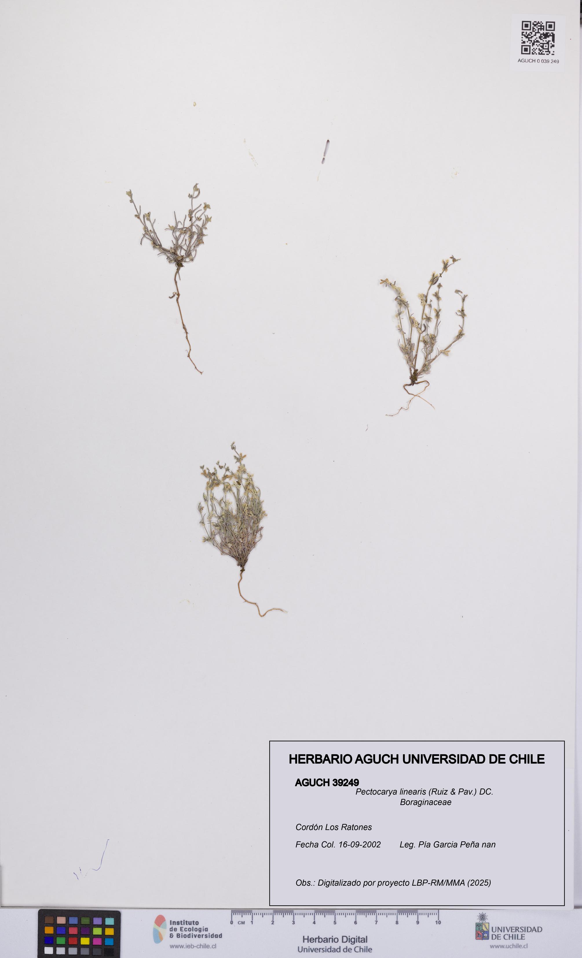 Pectocarya linearis [Espécimen: UCH:AGUCH:0039249]