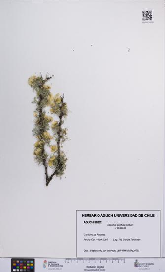 Adesmia confusa [Espécimen: UCH:AGUCH:0039252]