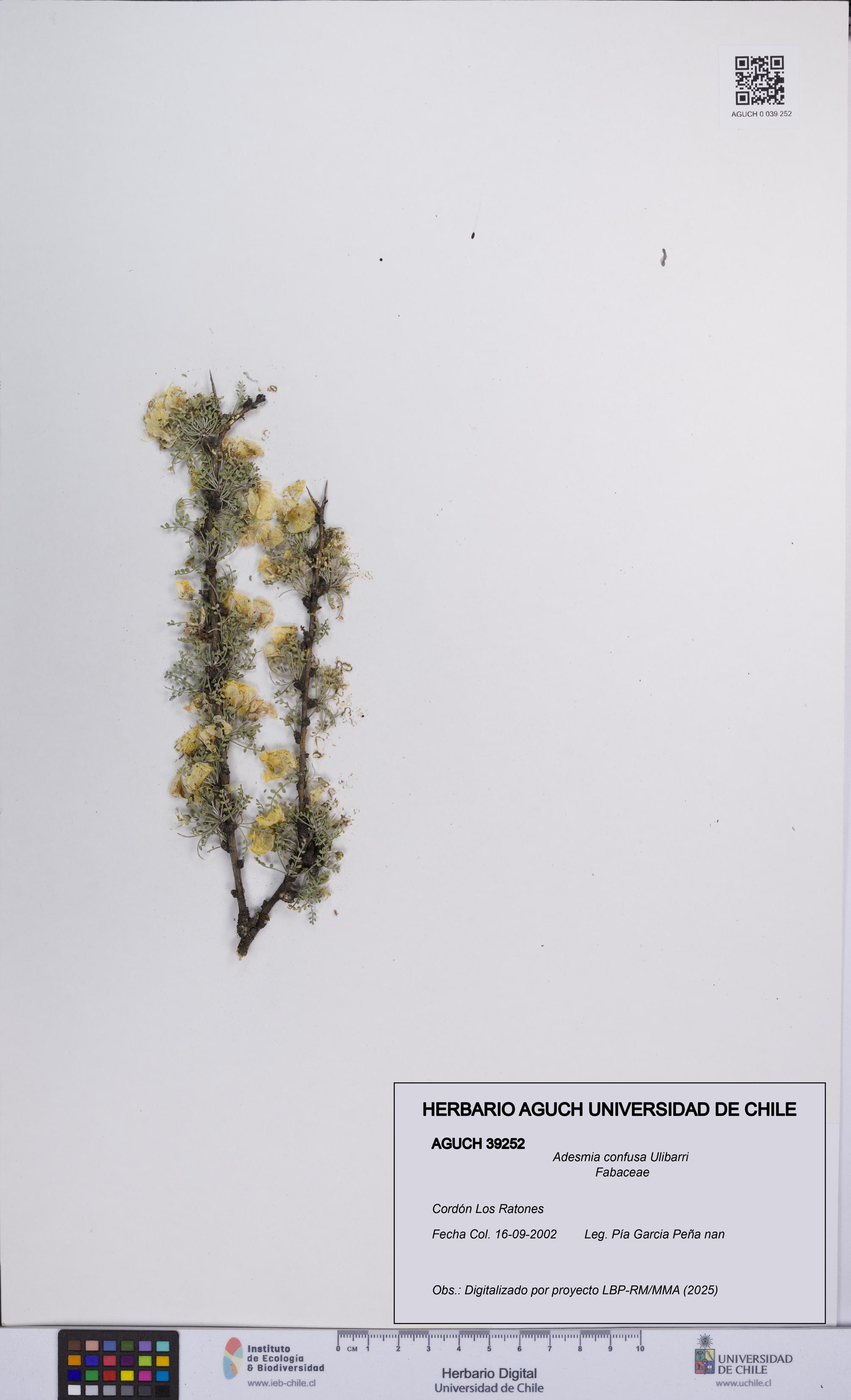 Adesmia confusa [Espécimen: UCH:AGUCH:0039252]