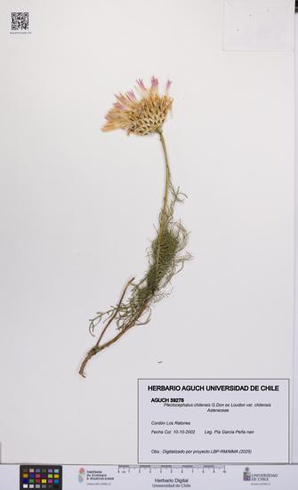 Plectocephalus chilensis var. chilensis [Espécimen: UCH:AGUCH:0039278]