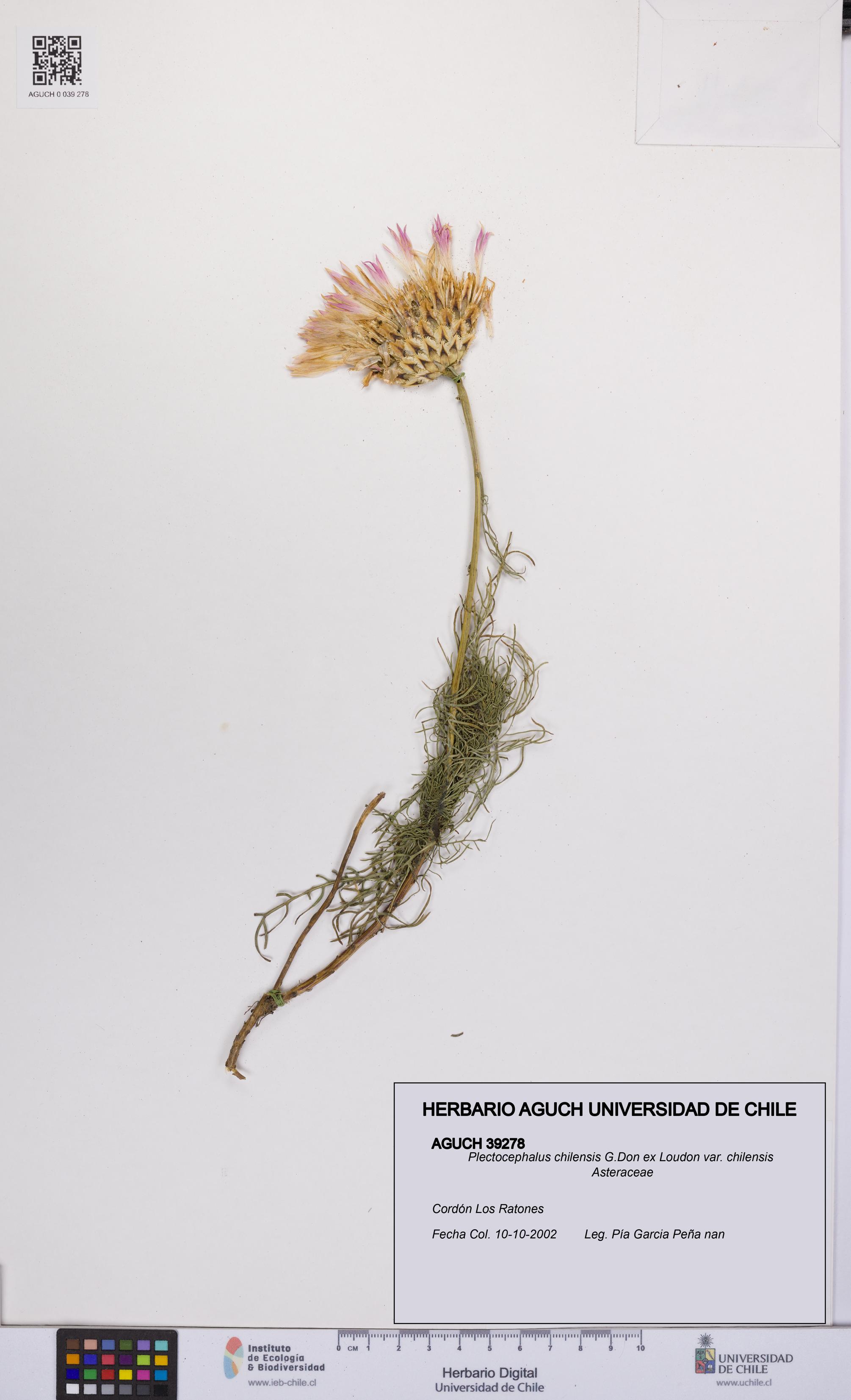 Plectocephalus chilensis var. chilensis [Espécimen: UCH:AGUCH:0039278]