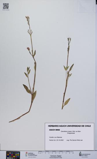 Oenothera rosea [Espécimen: UCH:AGUCH:0039302]