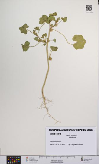 Malva parviflora [Espécimen: UCH:AGUCH:0039318]
