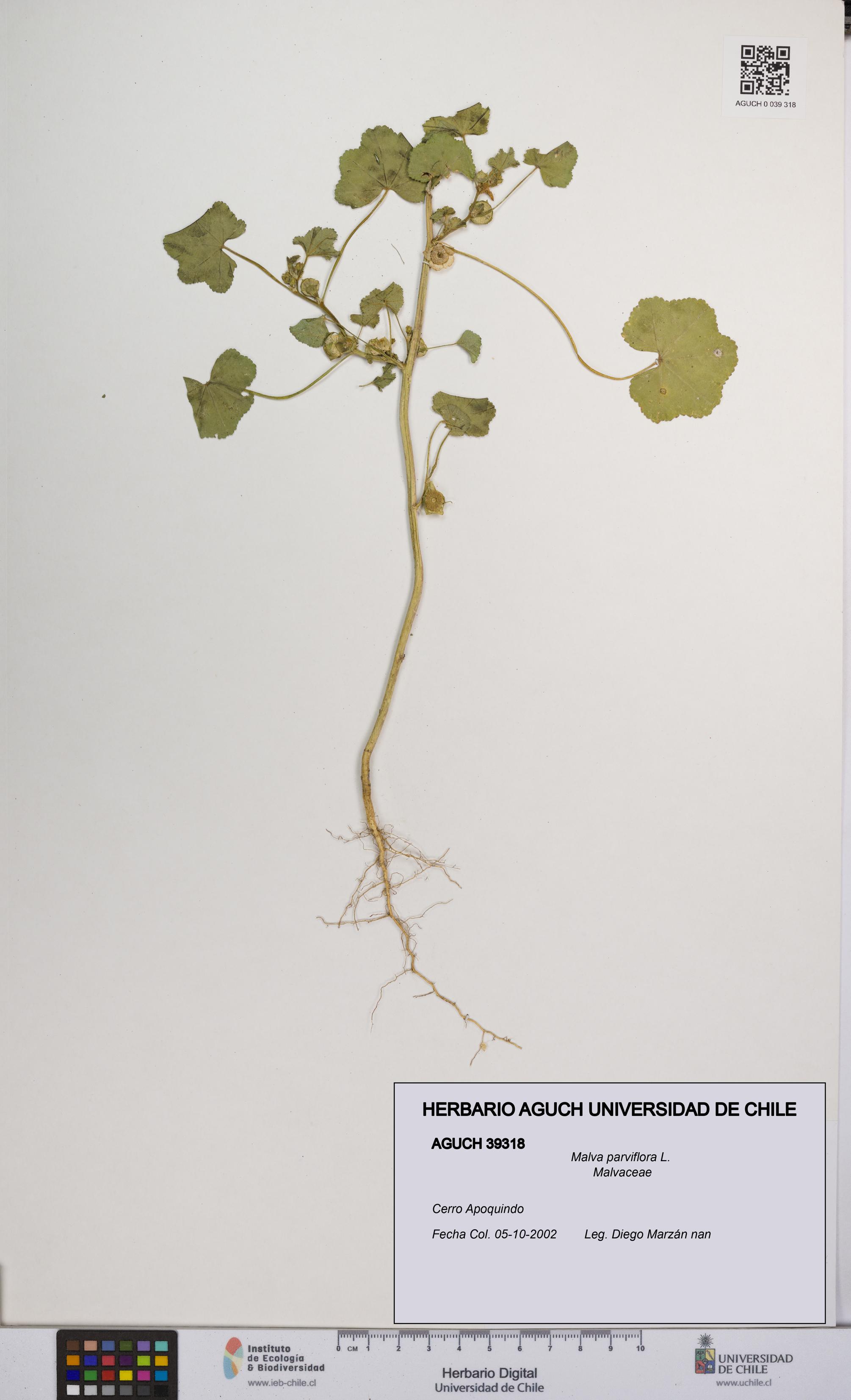 Malva parviflora [Espécimen: UCH:AGUCH:0039318]
