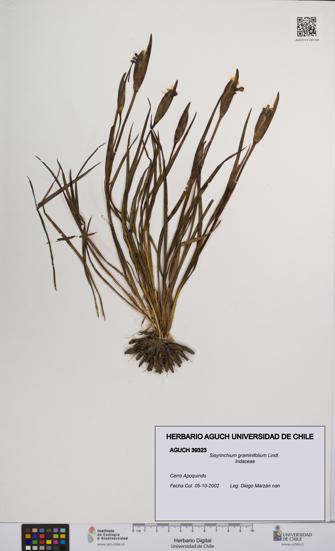 Sisyrinchium graminifolium [Espécimen: UCH:AGUCH:0039323]