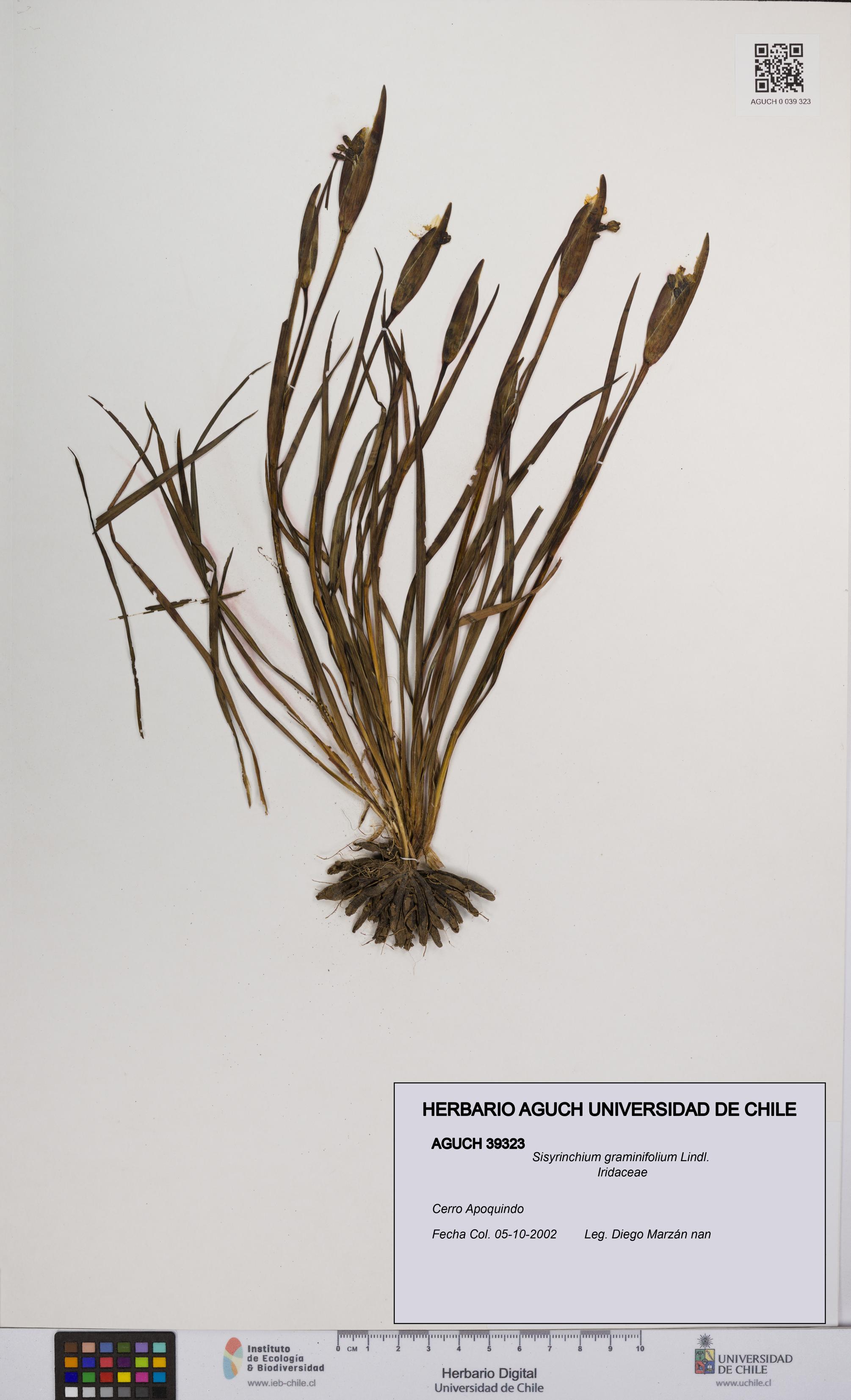 Sisyrinchium graminifolium [Espécimen: UCH:AGUCH:0039323]