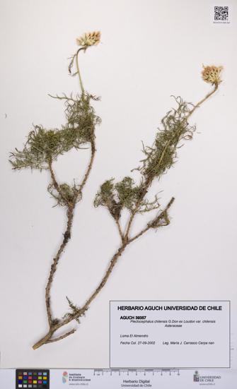Plectocephalus chilensis var. chilensis [Espécimen: UCH:AGUCH:0039357]