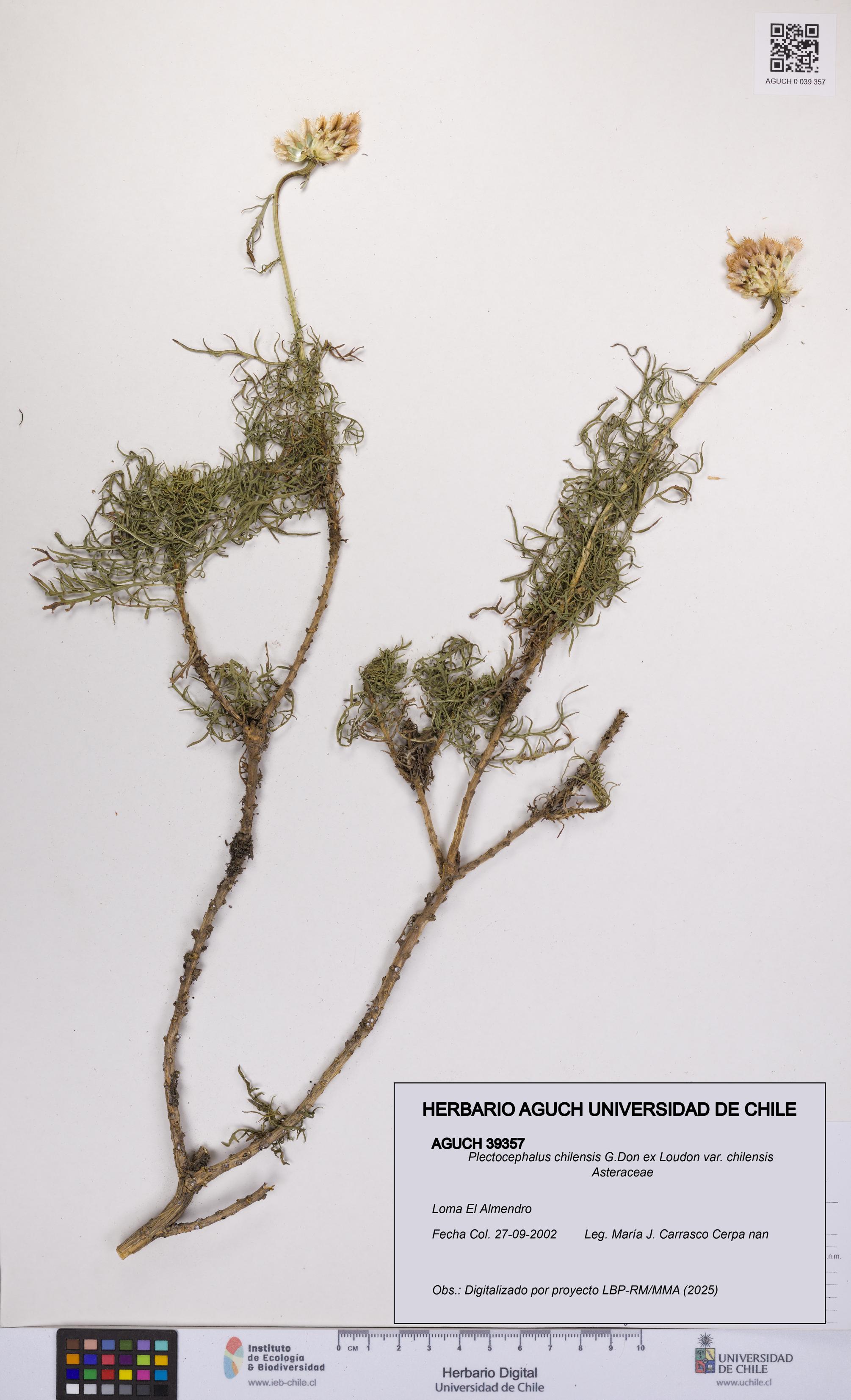 Plectocephalus chilensis var. chilensis [Espécimen: UCH:AGUCH:0039357]