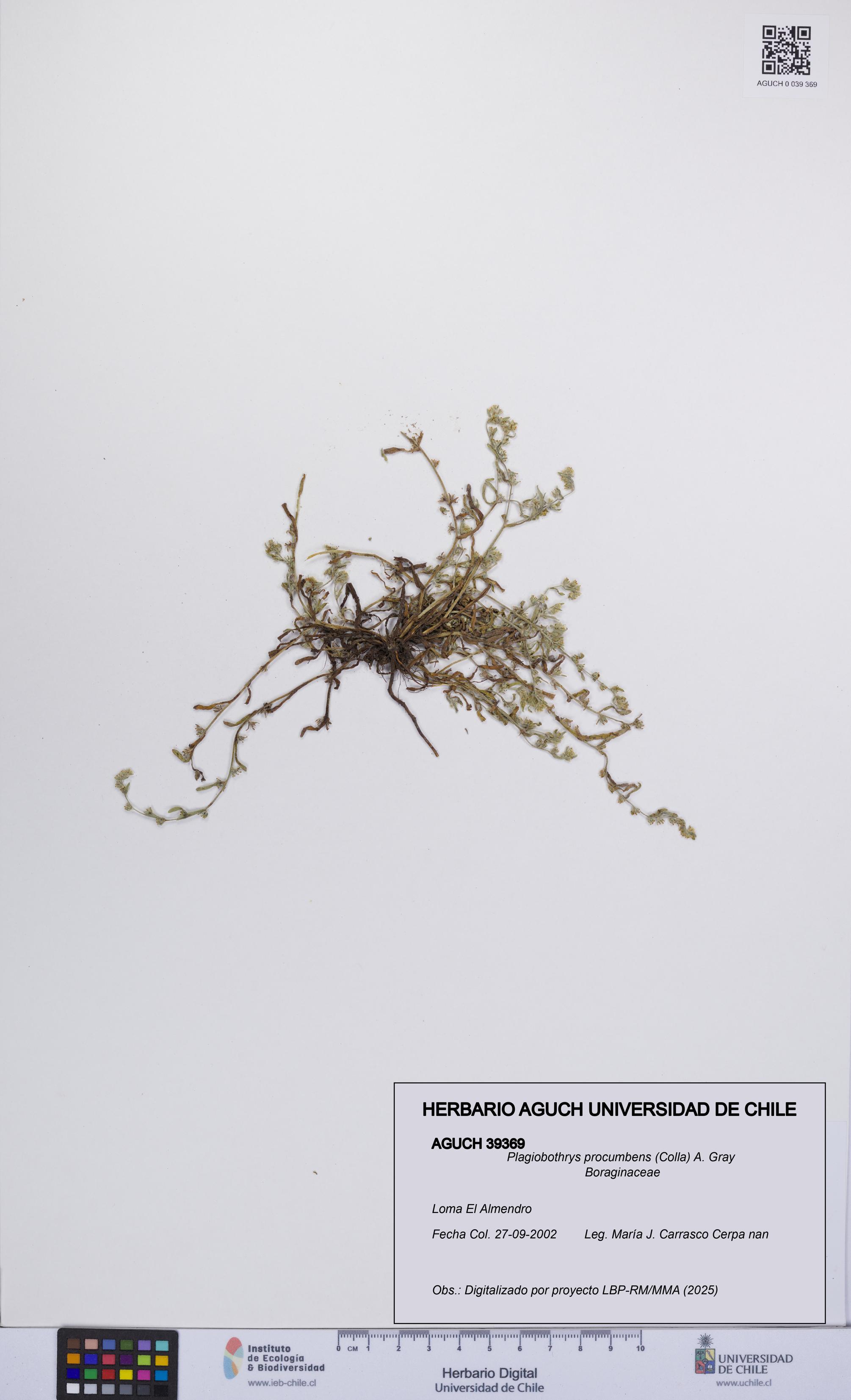 Plagiobothrys procumbens [Espécimen: UCH:AGUCH:0039369]