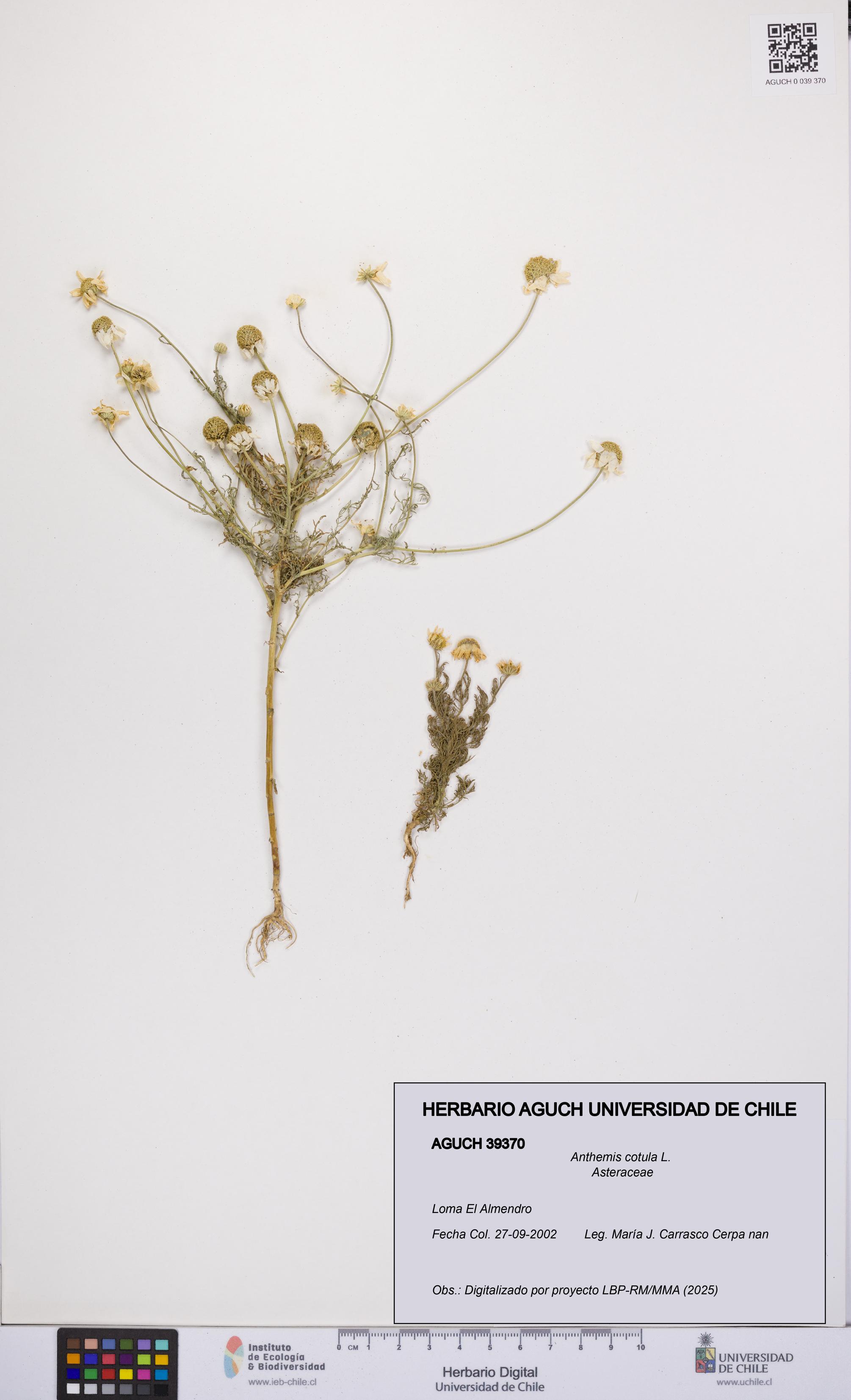 Anthemis cotula [Espécimen: UCH:AGUCH:0039370]