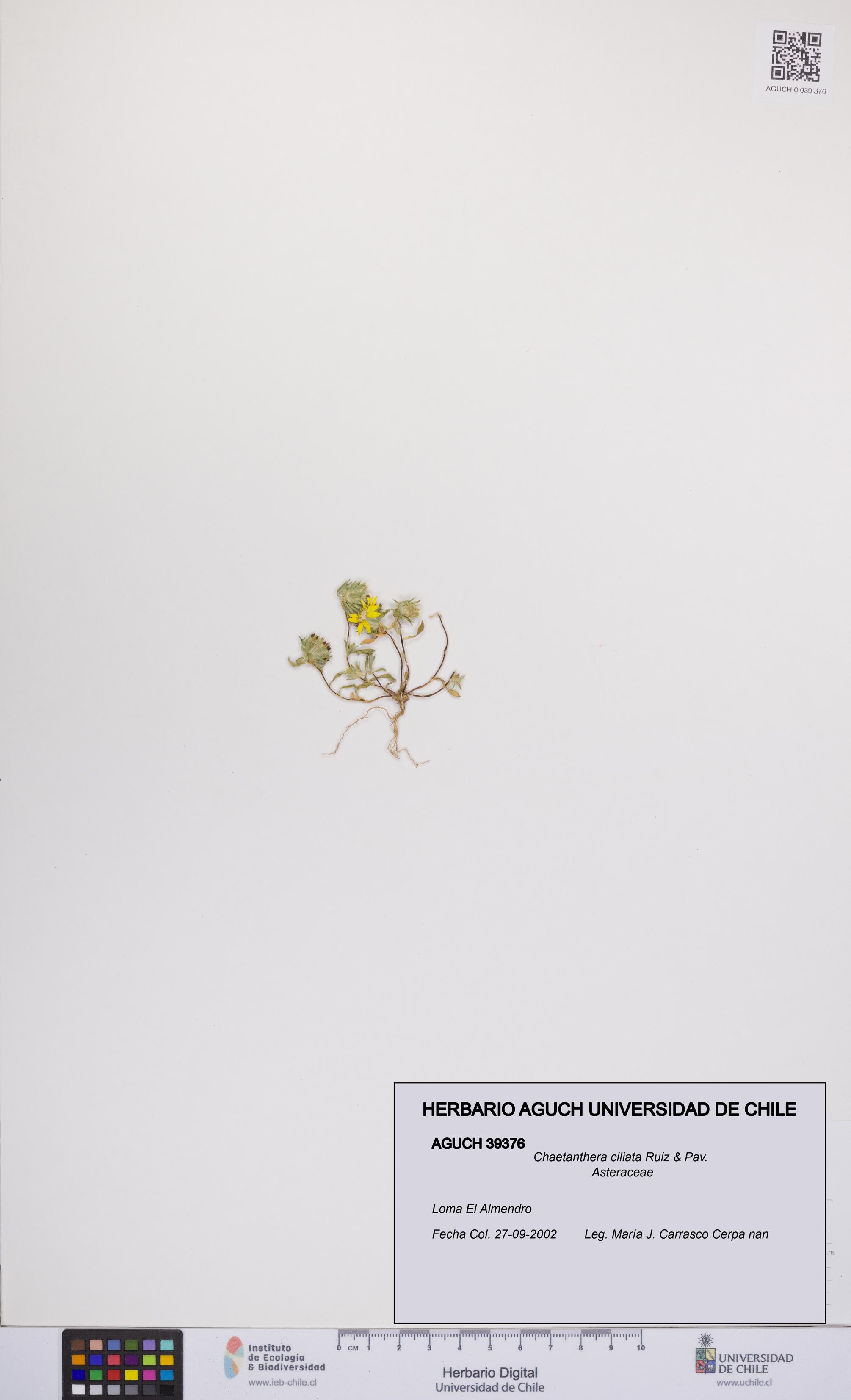 Chaetanthera ciliata [Espécimen: UCH:AGUCH:0039376]