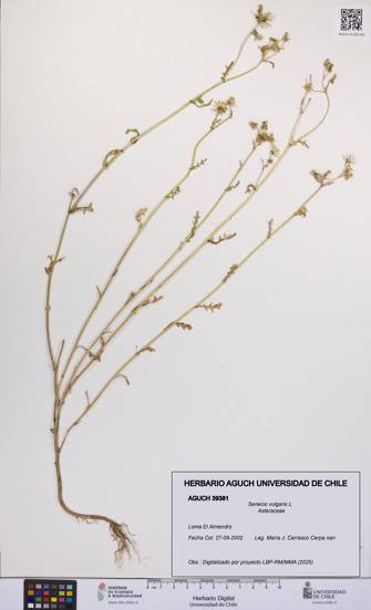 Senecio vulgaris [Espécimen: UCH:AGUCH:0039381]