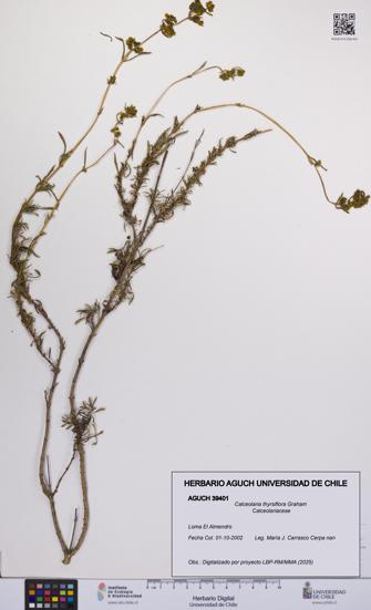 Calceolaria thyrsiflora [Espécimen: UCH:AGUCH:0039401]