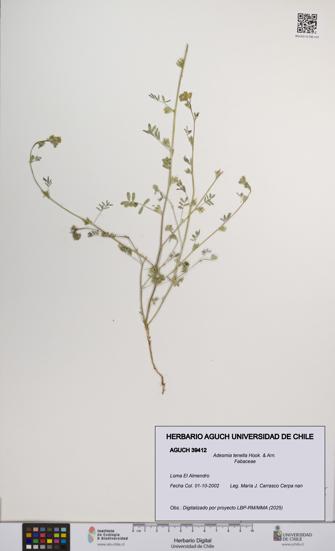 Adesmia tenella [Espécimen: UCH:AGUCH:0039412]