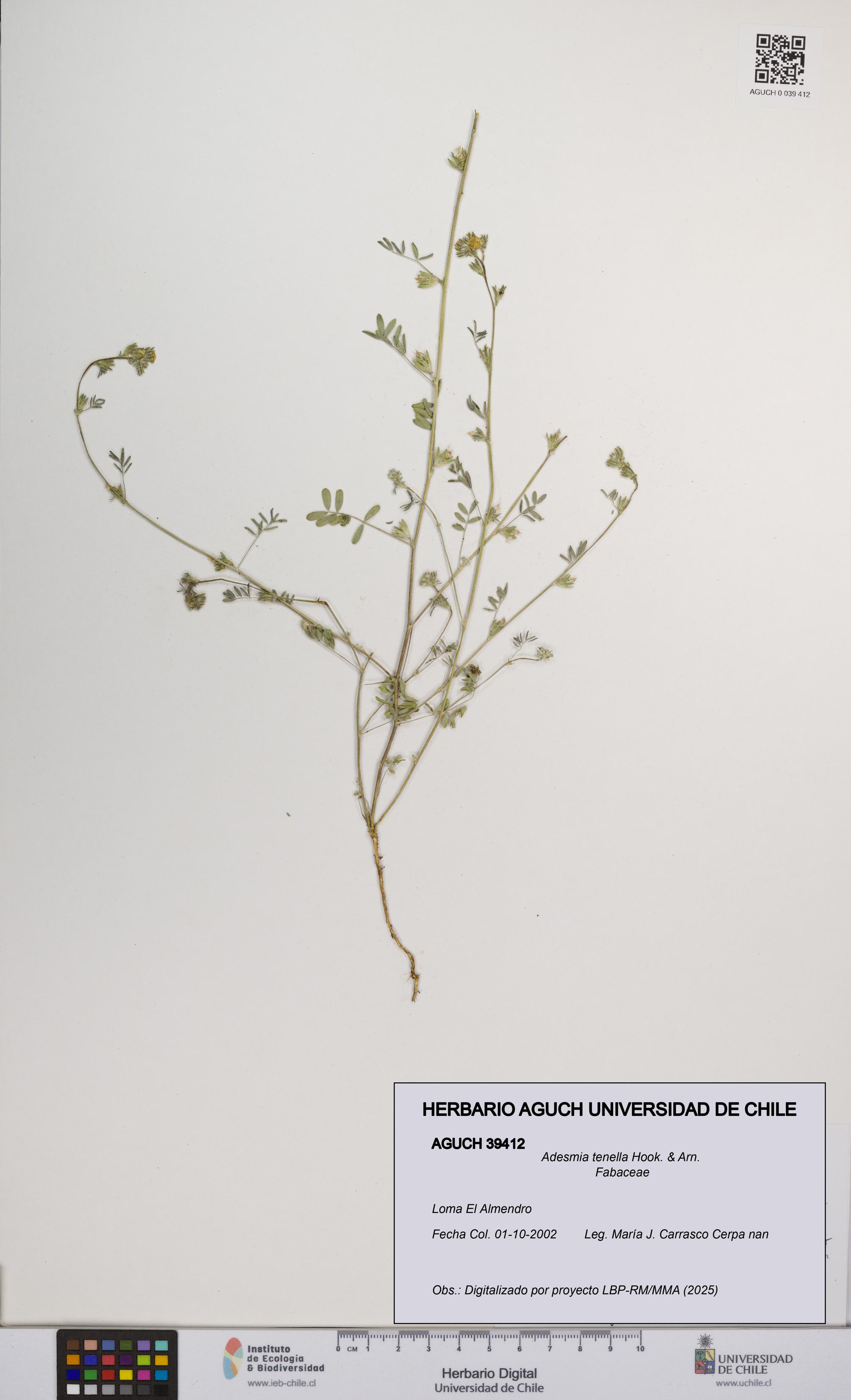 Adesmia tenella [Espécimen: UCH:AGUCH:0039412]