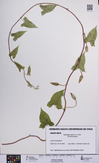 Calystegia sepium [Espécimen: UCH:AGUCH:0039418]