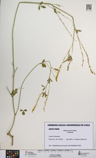 Melilotus albus [Espécimen: UCH:AGUCH:0039428]
