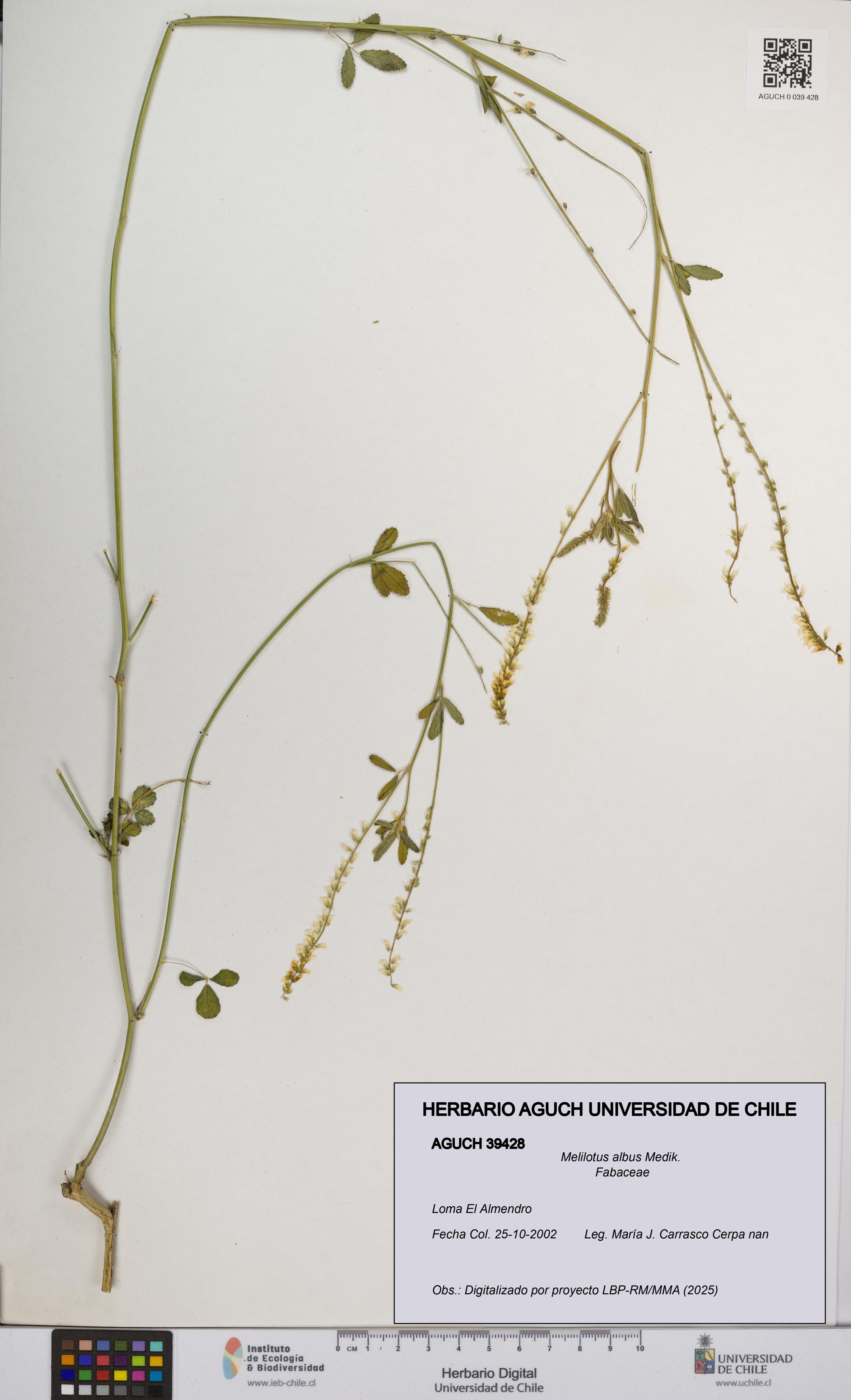 Melilotus albus [Espécimen: UCH:AGUCH:0039428]