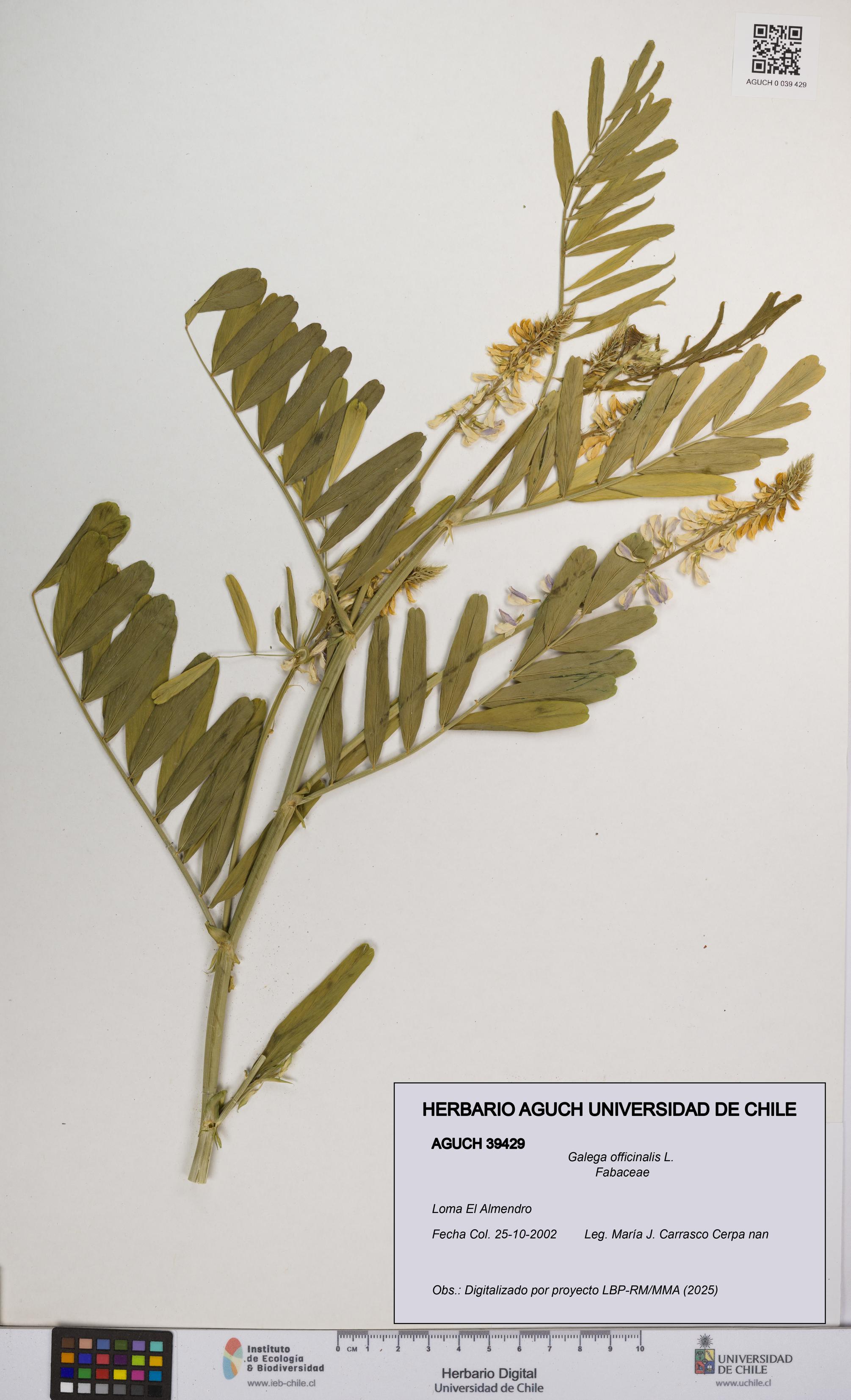 Galega officinalis [Espécimen: UCH:AGUCH:0039429]