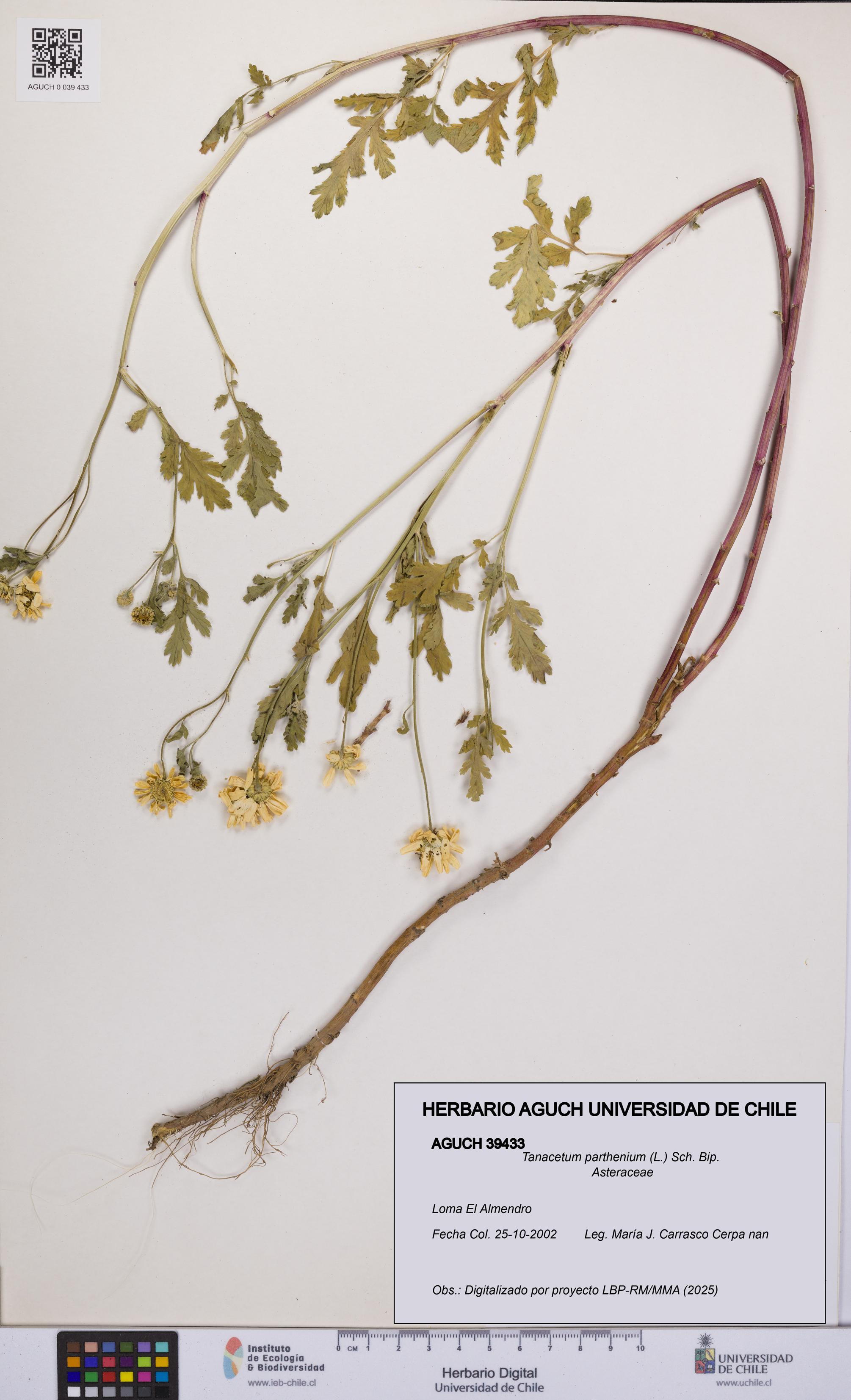 Tanacetum parthenium [Espécimen: UCH:AGUCH:0039433]
