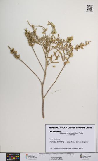 Astragalus berterianus [Espécimen: UCH:AGUCH:0039435]