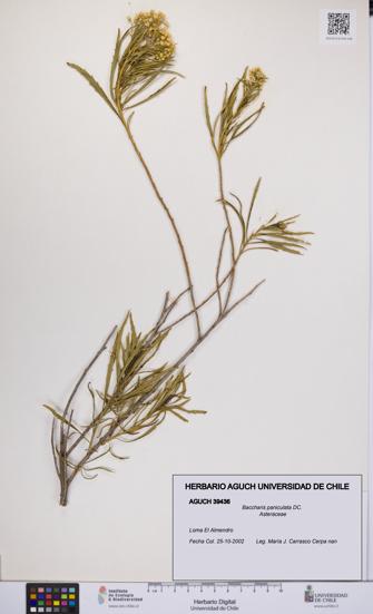 Baccharis paniculata [Espécimen: UCH:AGUCH:0039436]