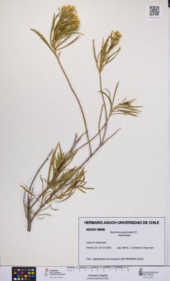 Baccharis paniculata [Espécimen: UCH:AGUCH:0039436]
