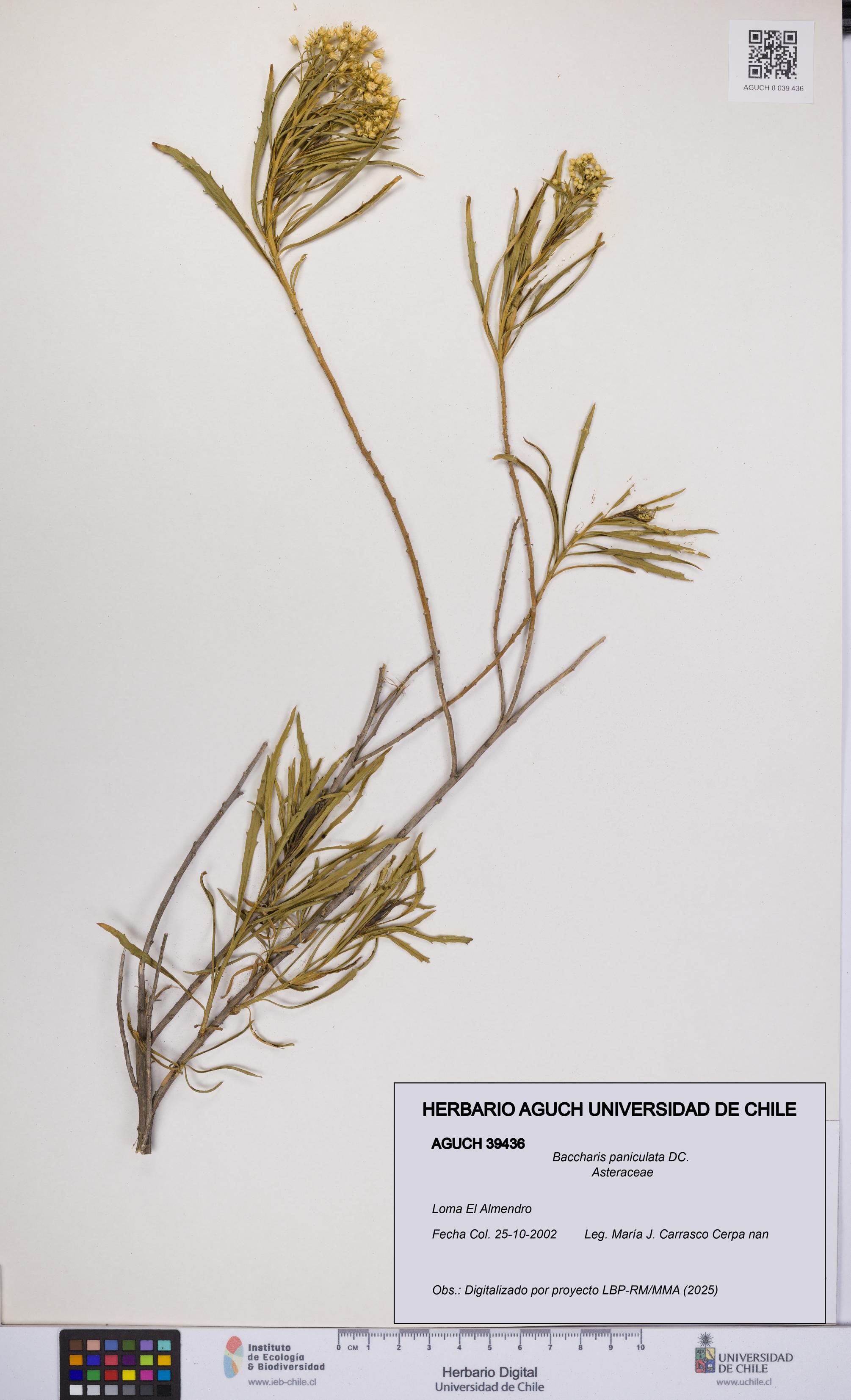 Baccharis paniculata [Espécimen: UCH:AGUCH:0039436]