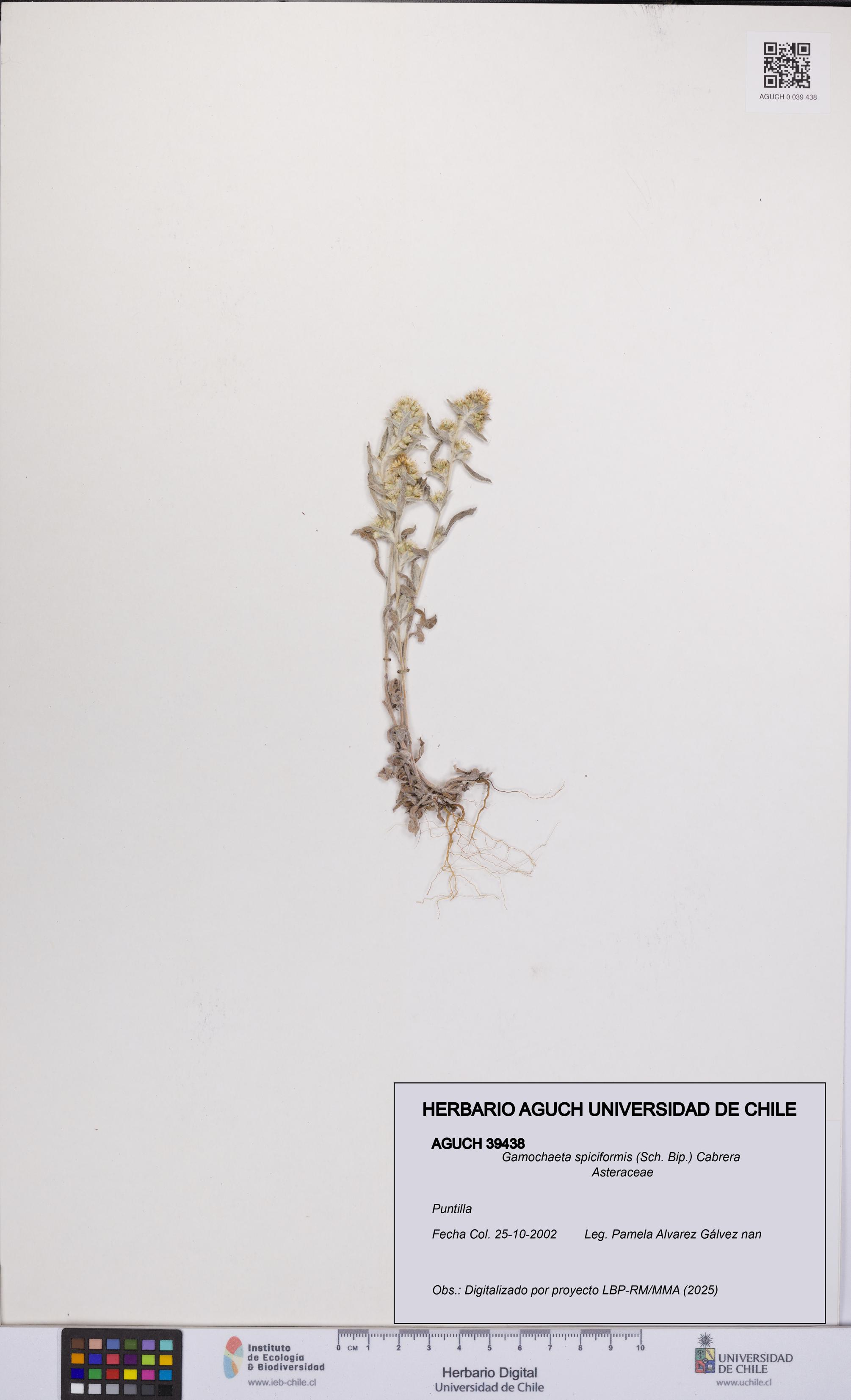 Gamochaeta spiciformis [Espécimen: UCH:AGUCH:0039438]
