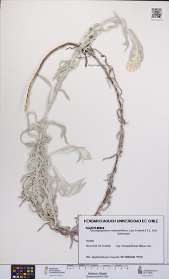 Pseudognaphalium cheiranthifolium [Espécimen: UCH:AGUCH:0039444]