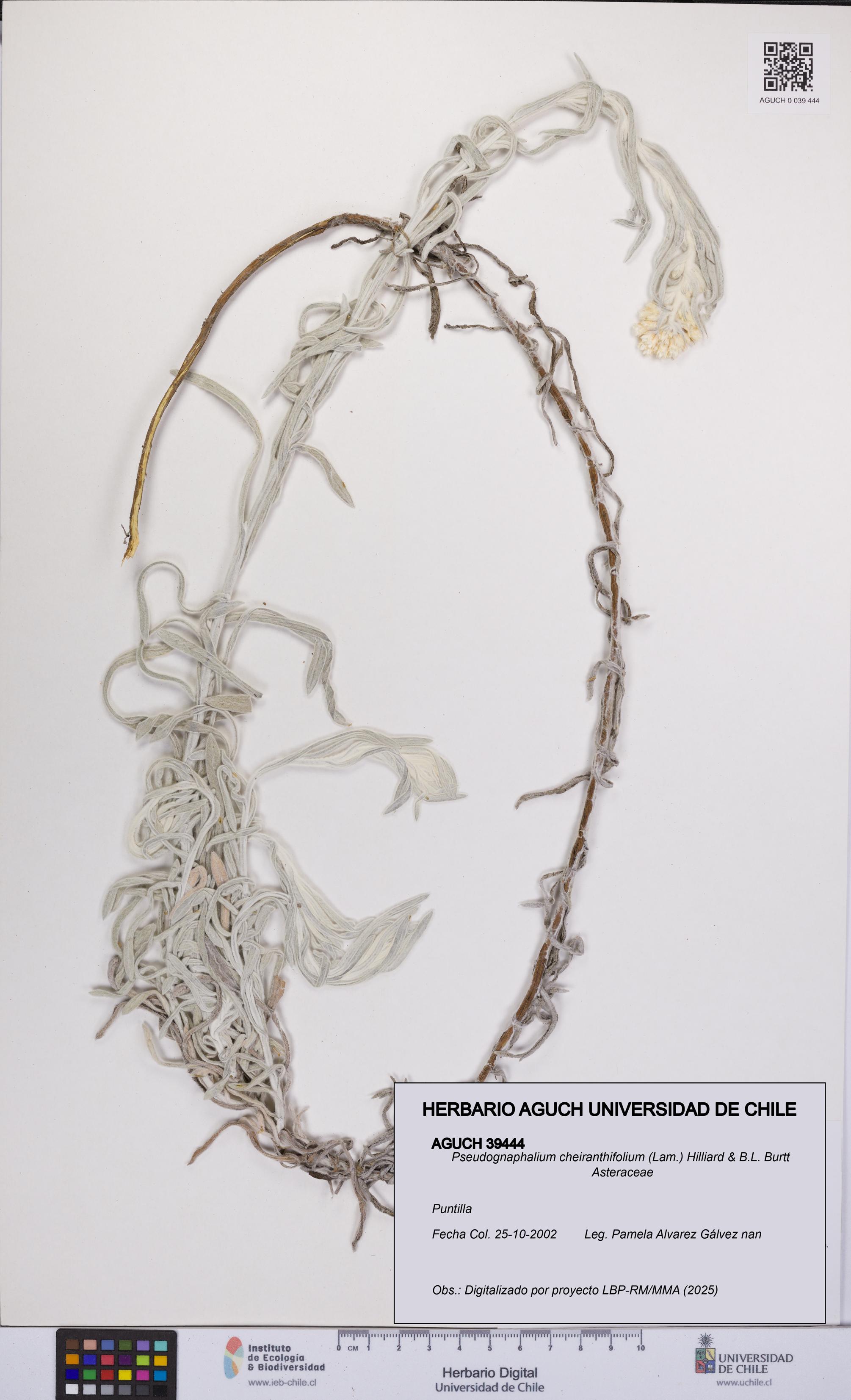 Pseudognaphalium cheiranthifolium [Espécimen: UCH:AGUCH:0039444]