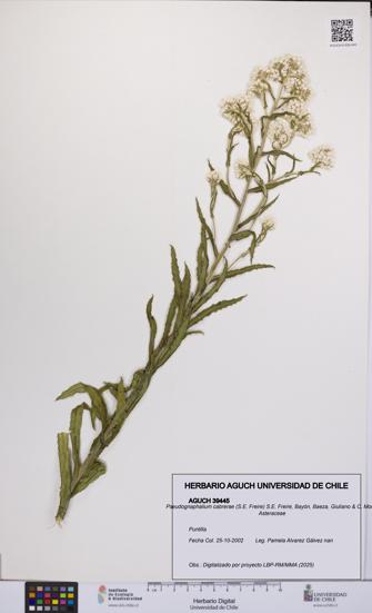 Pseudognaphalium cabrerae [Espécimen: UCH:AGUCH:0039445]