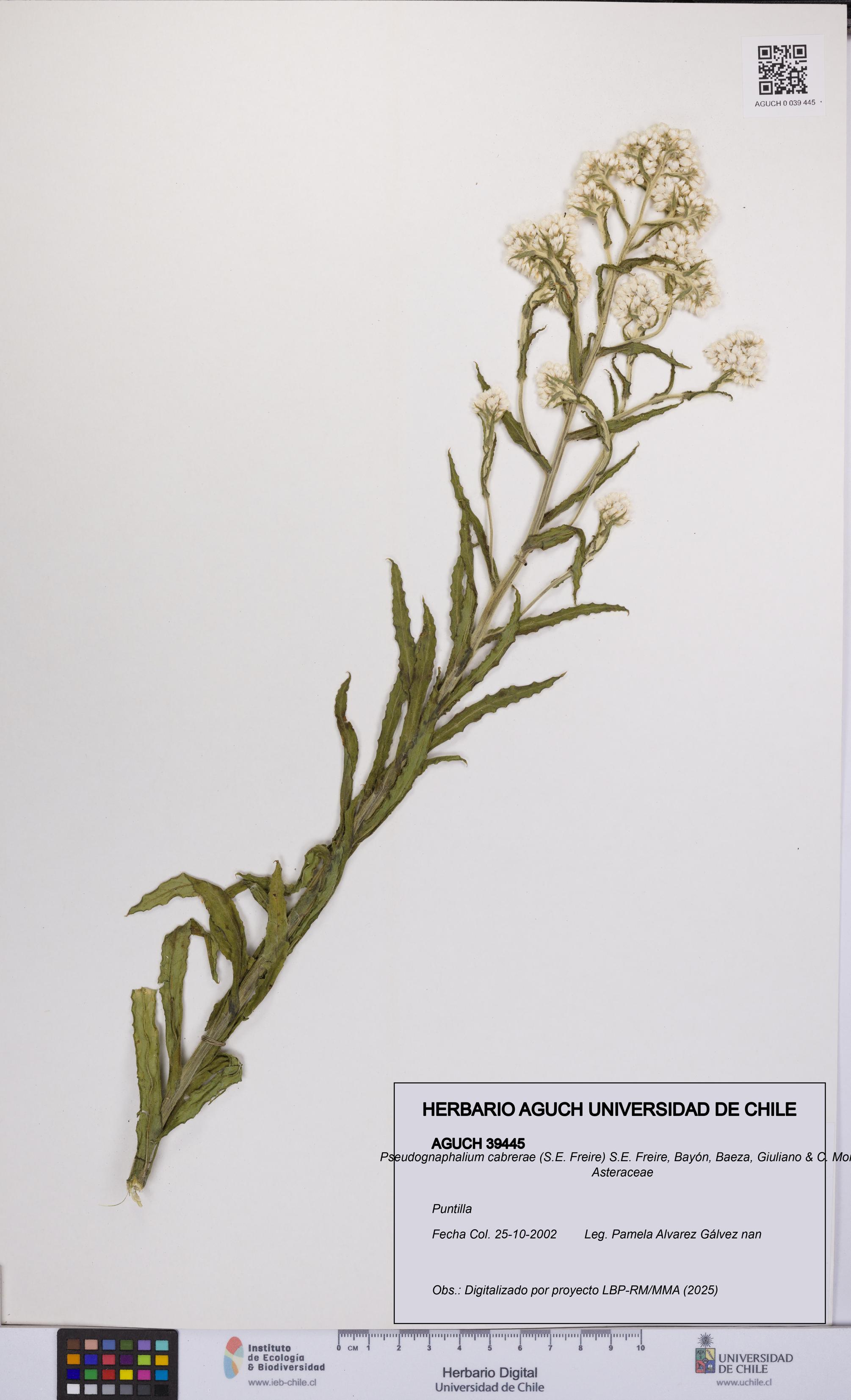 Pseudognaphalium cabrerae [Espécimen: UCH:AGUCH:0039445]