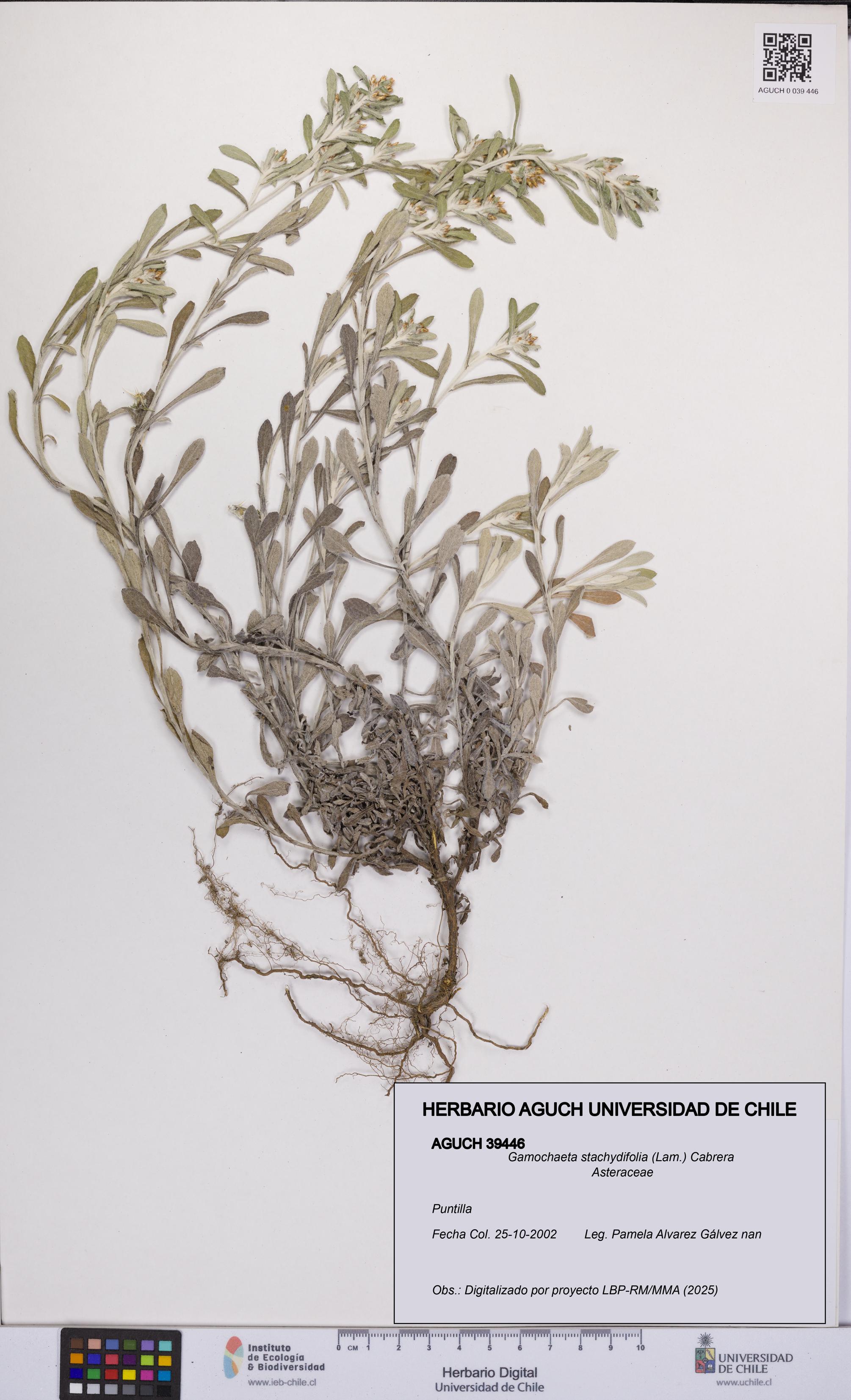 Gamochaeta stachydifolia [Espécimen: UCH:AGUCH:0039446]