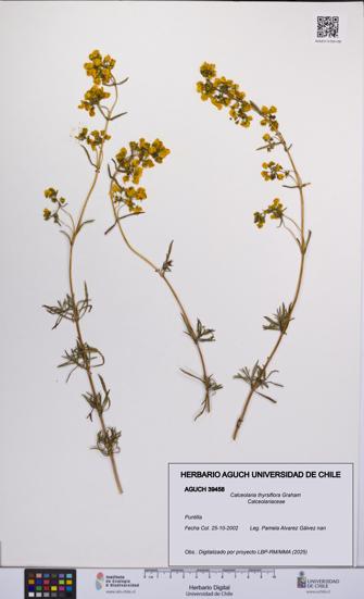 Calceolaria thyrsiflora [Espécimen: UCH:AGUCH:0039458]