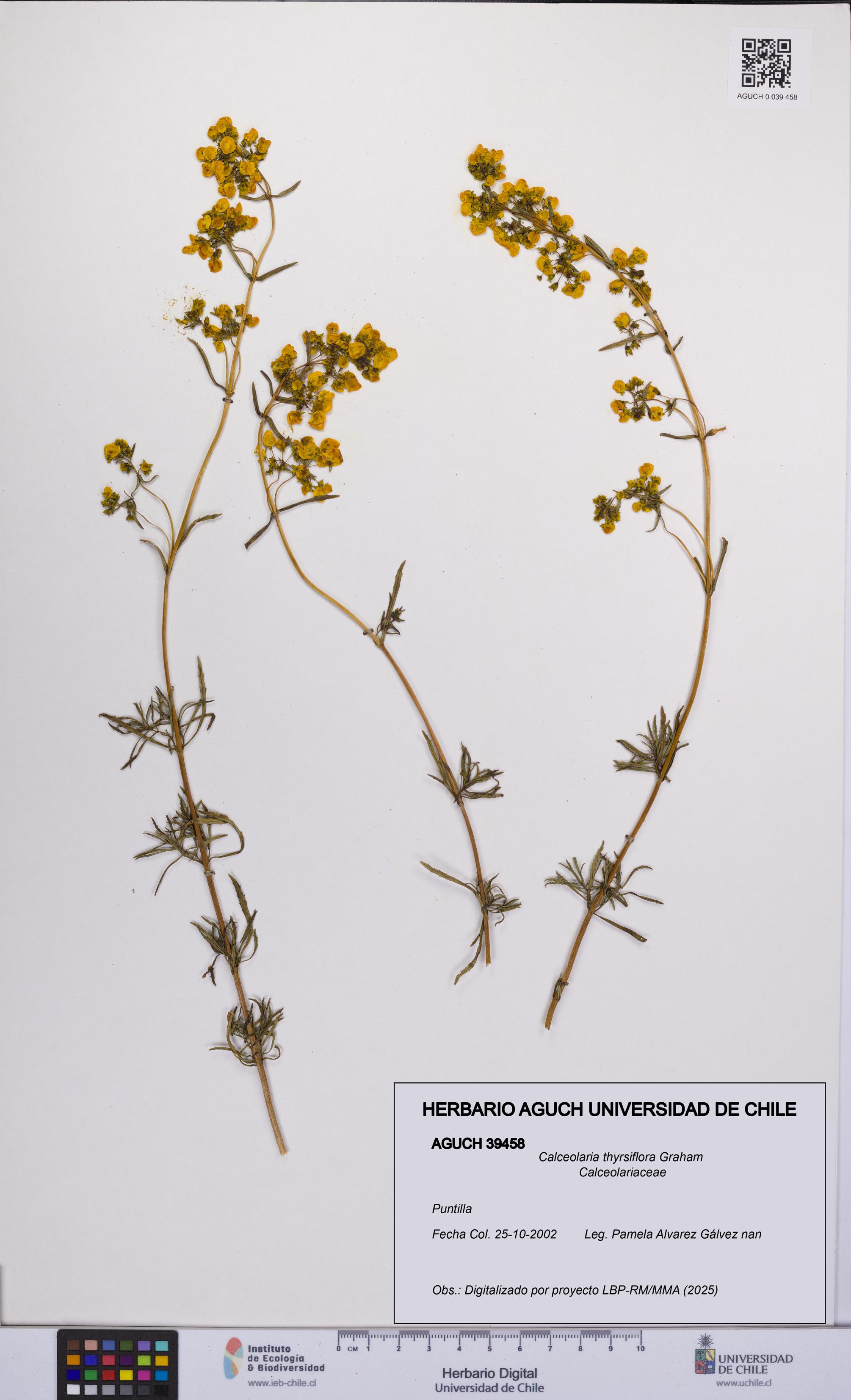 Calceolaria thyrsiflora [Espécimen: UCH:AGUCH:0039458]