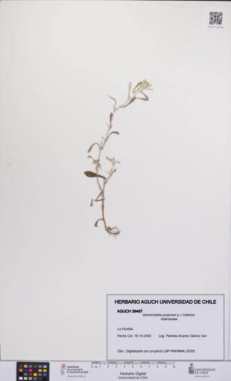 Gamochaeta purpurea [Espécimen: UCH:AGUCH:0039467]