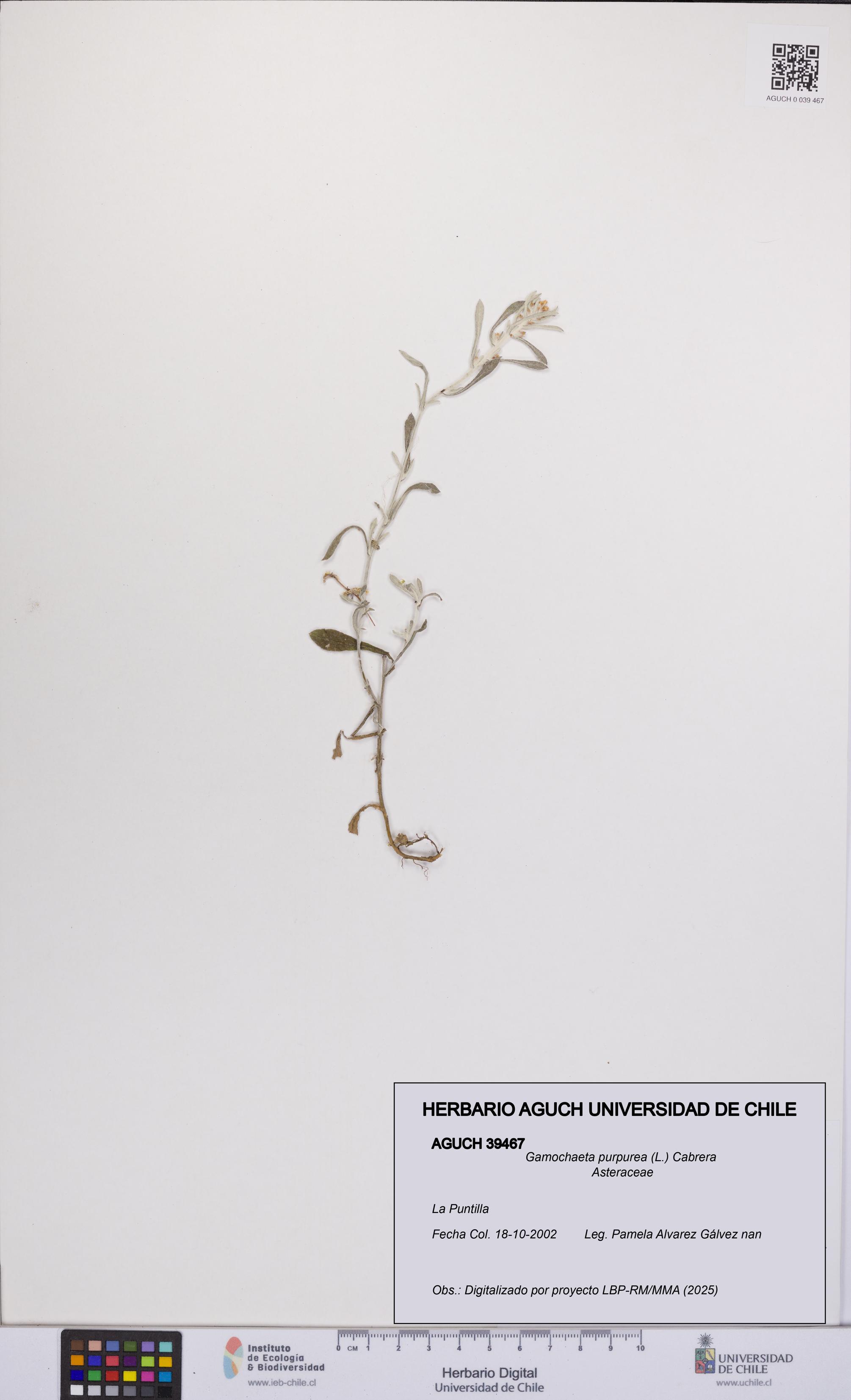 Gamochaeta purpurea [Espécimen: UCH:AGUCH:0039467]