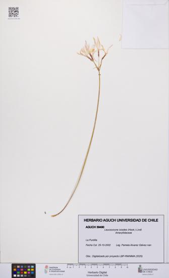 Leucocoryne ixioides [Espécimen: UCH:AGUCH:0039490]