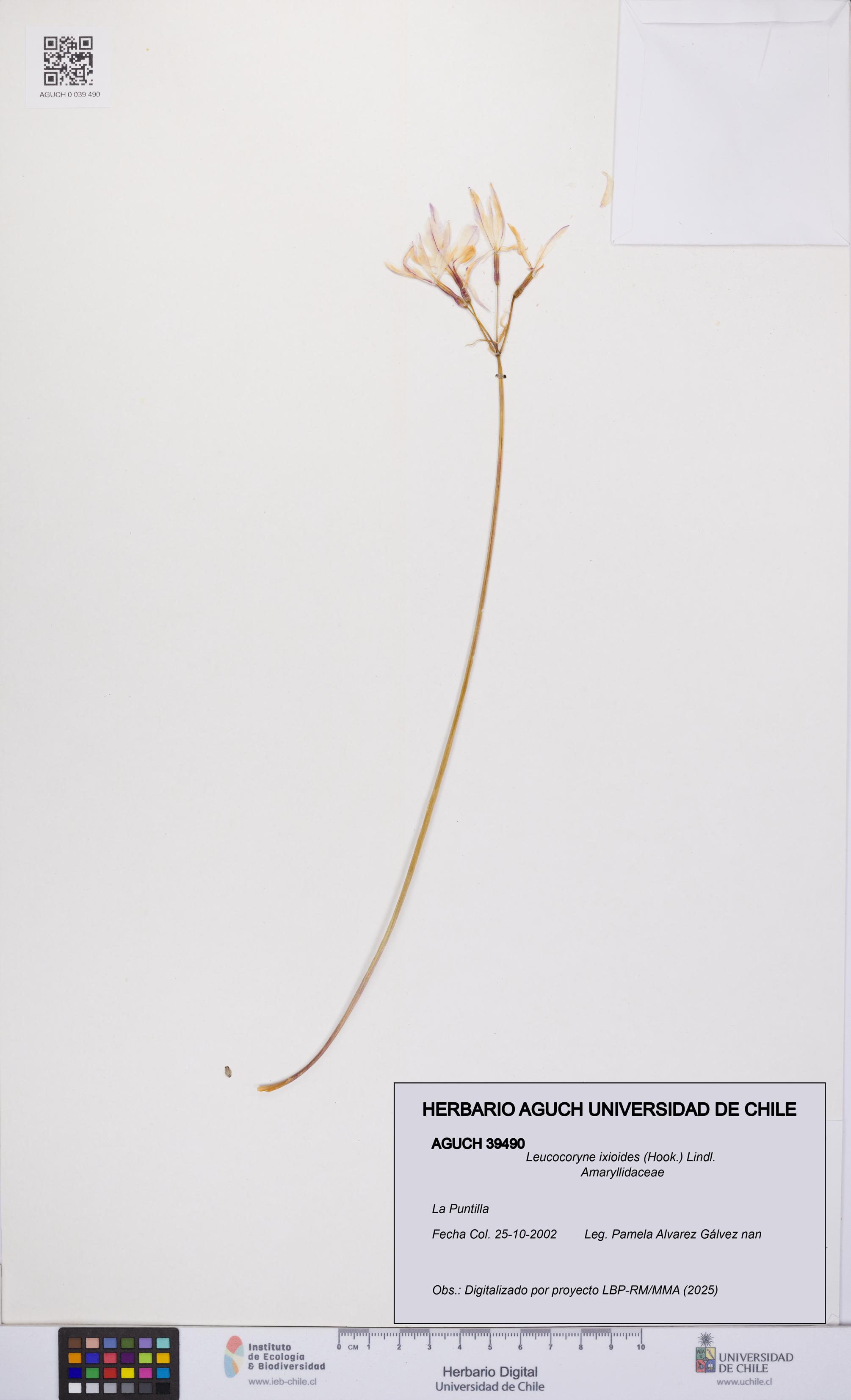 Leucocoryne ixioides [Espécimen: UCH:AGUCH:0039490]