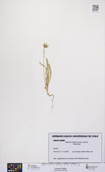 Agoseris chilensis [Espécimen: UCH:AGUCH:0039493]