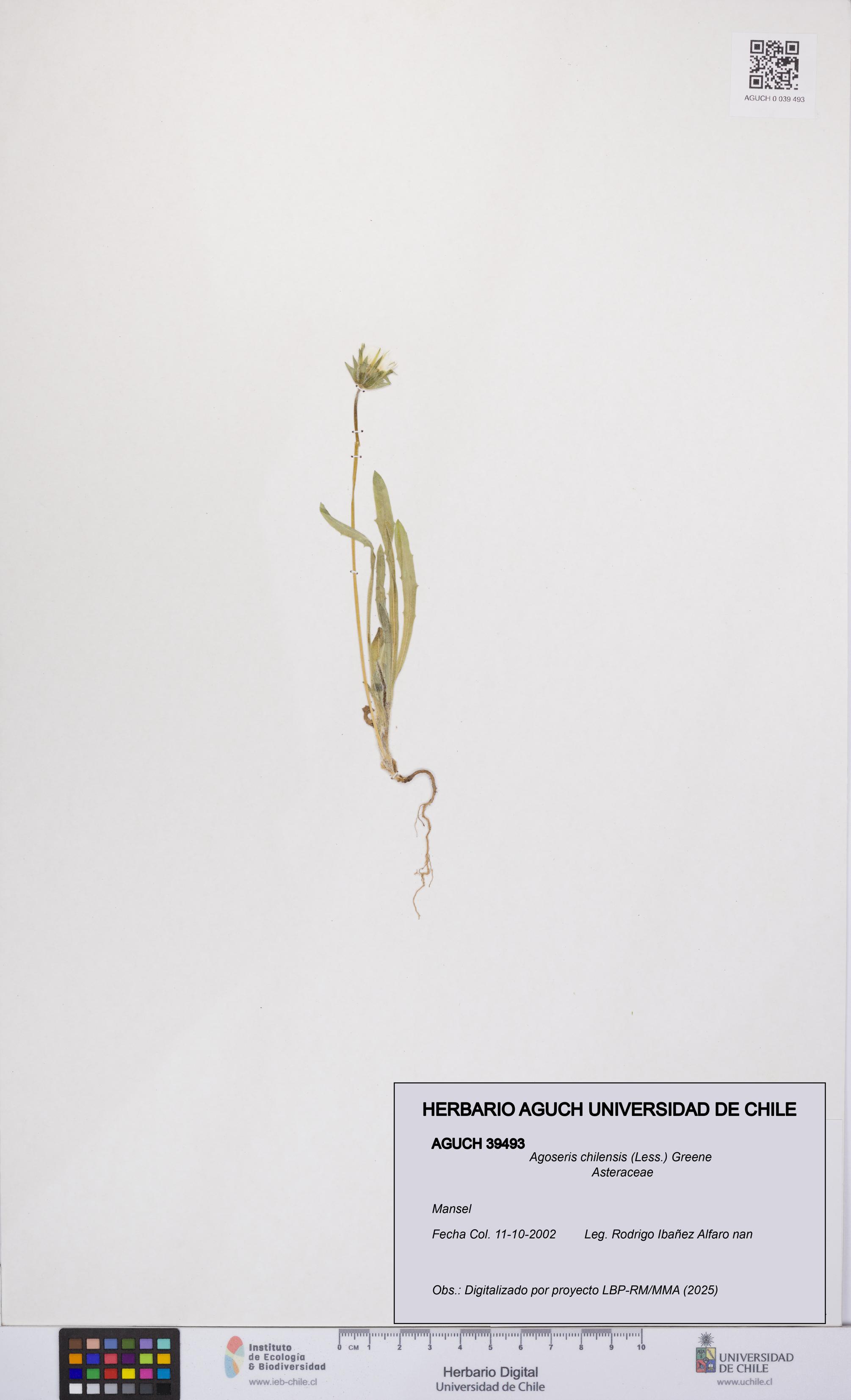 Agoseris chilensis [Espécimen: UCH:AGUCH:0039493]