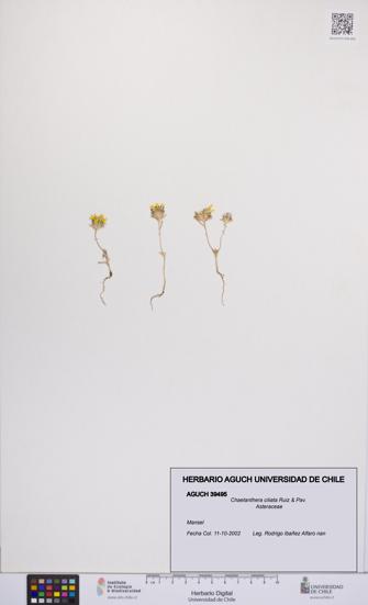 Chaetanthera ciliata [Espécimen: UCH:AGUCH:0039495]